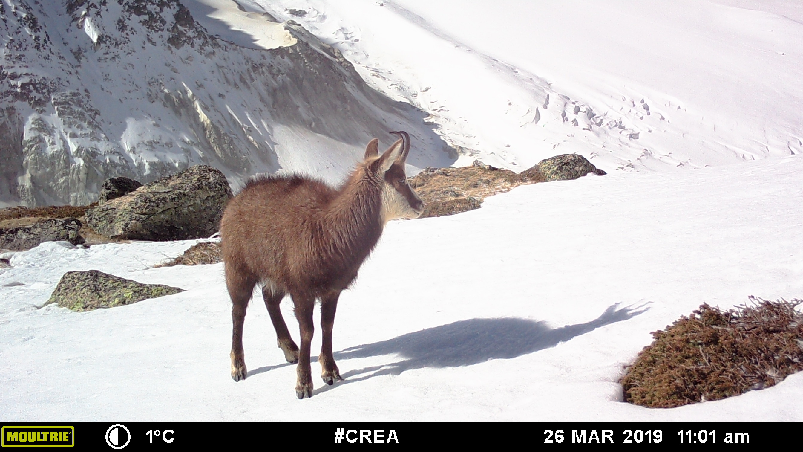 Chamonix Wild-Mont-Blanc