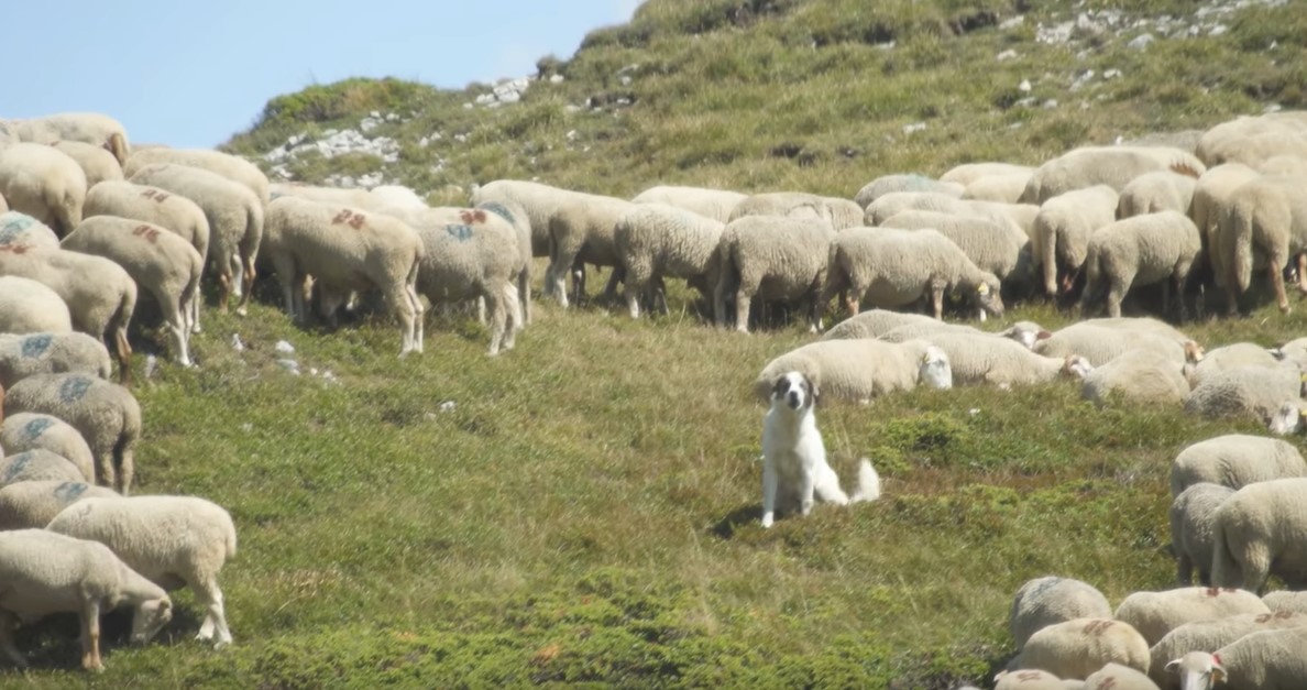 Chiens de protection