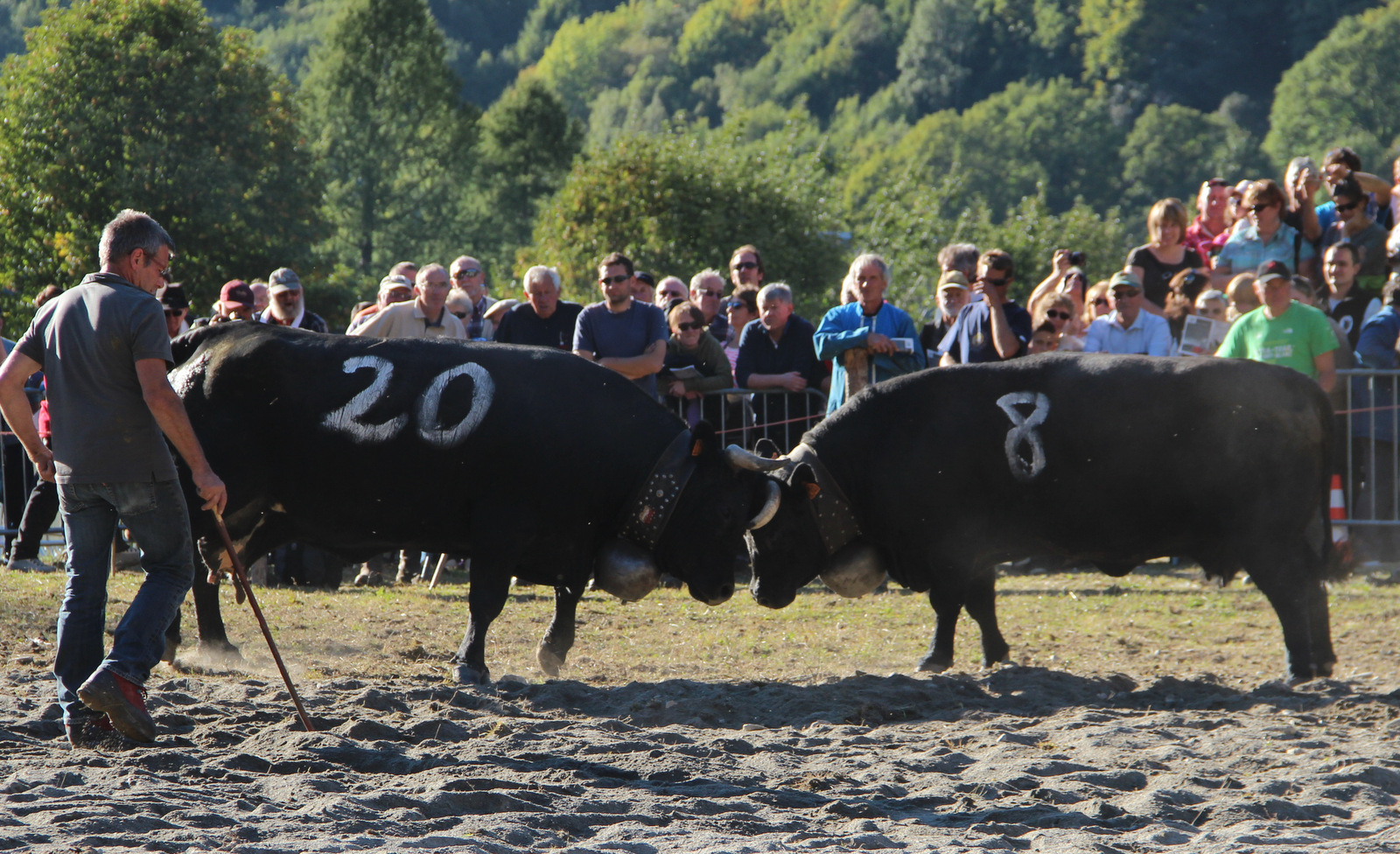 combat des reines au Tours