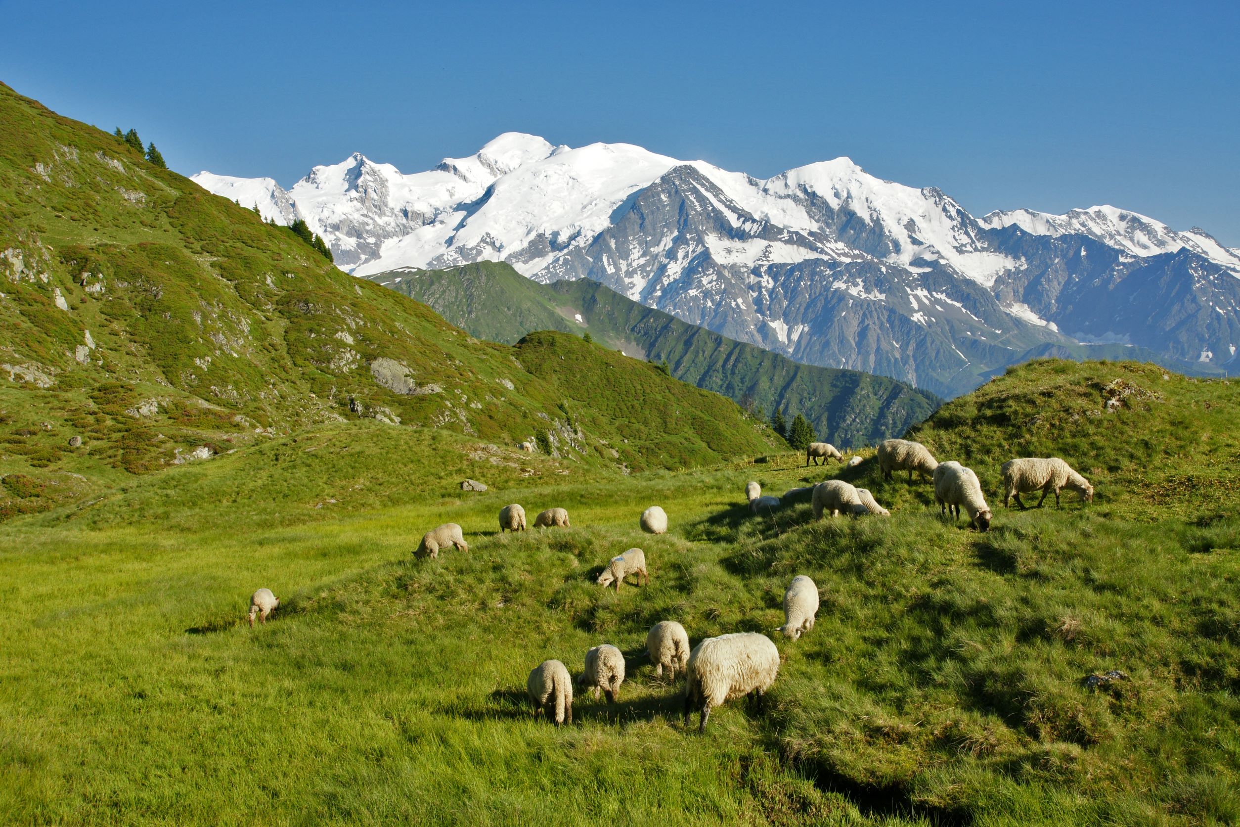 Troupeau de moutons à Pormenaz