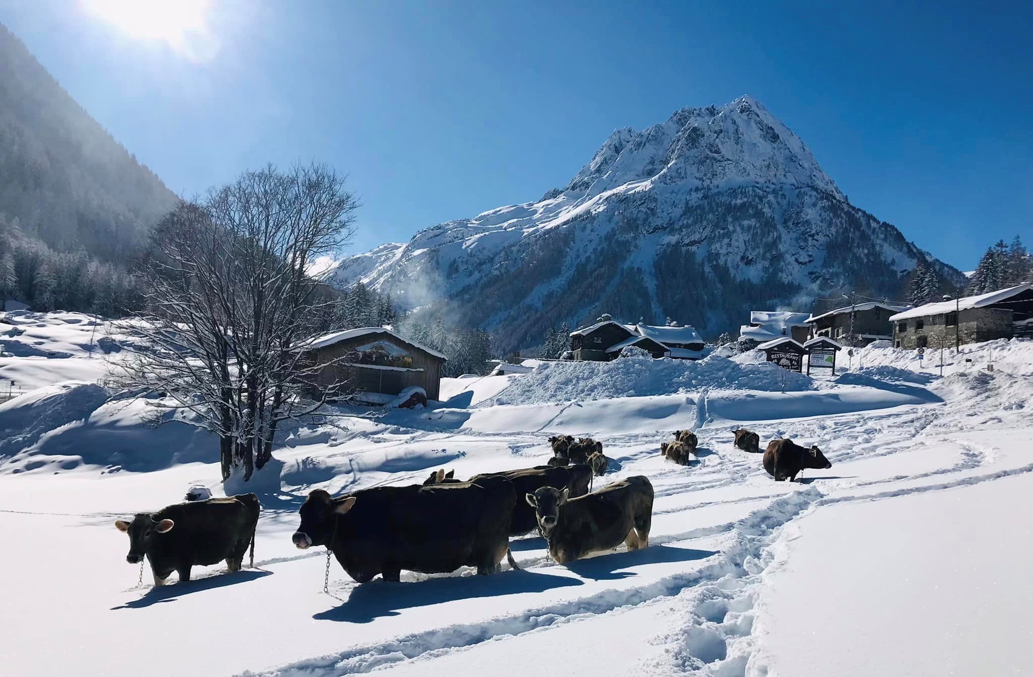 La ferme des trois ours