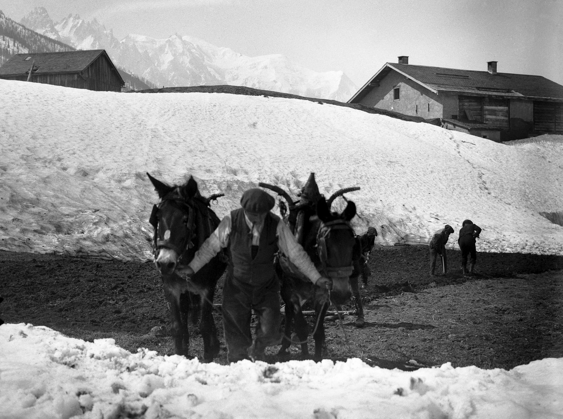 Mulet Argentière