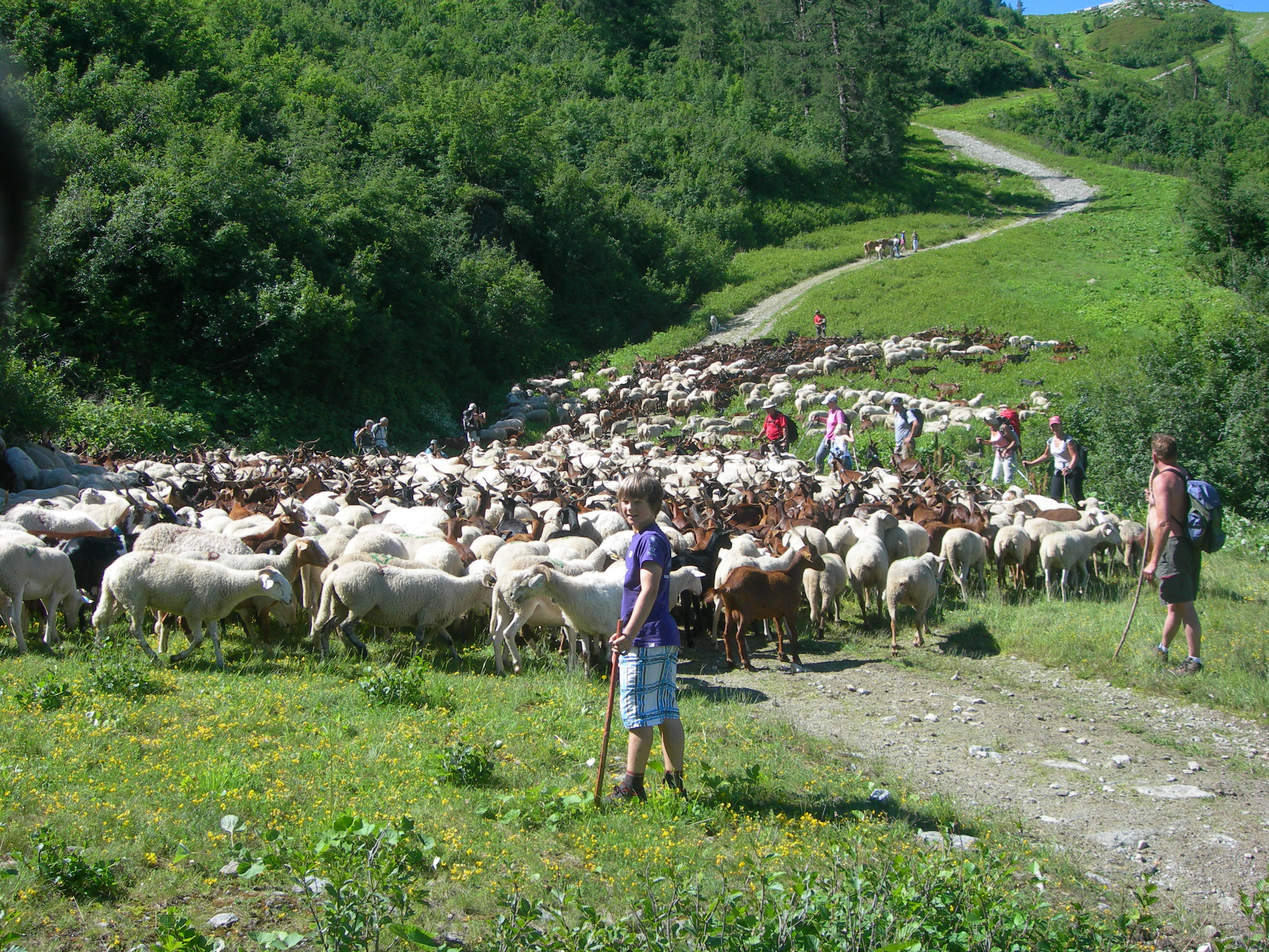 La transhumance en 2012