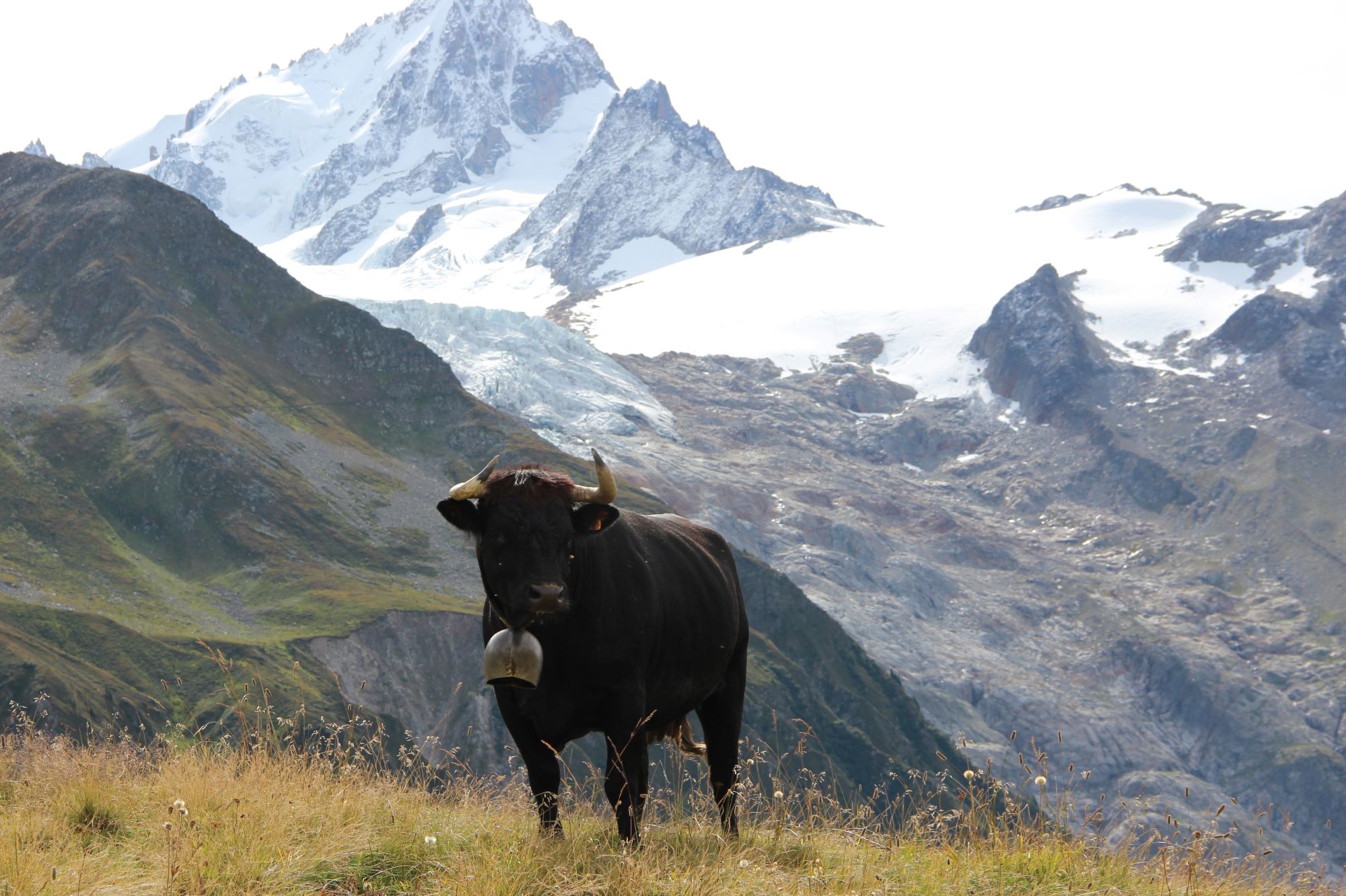 vache d'hérens à Balme