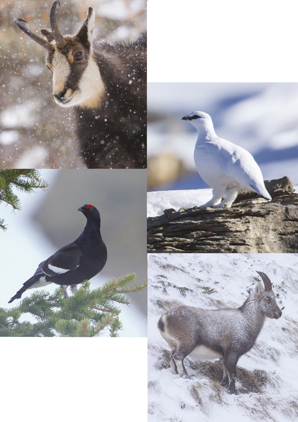 animaux Vallée de Chamonix