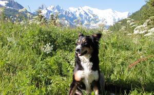 Randonner avec son chien