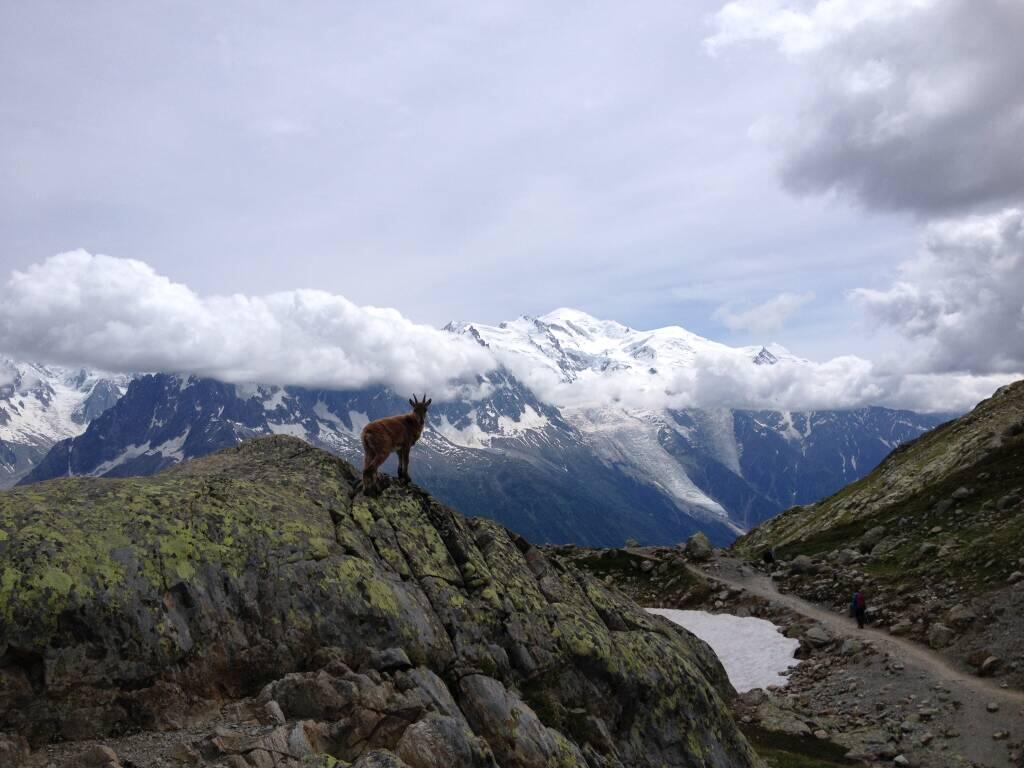 Réserve naturelle des Aiguilles Rouges Chamonix-Mont-Blanc : Patrimoine