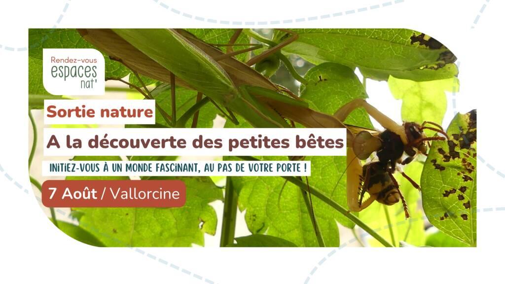 Sortie nature - A la découverte des petites bêtes : insectes et ...