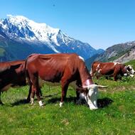 Vaches d'Abondance, alpage de Balme